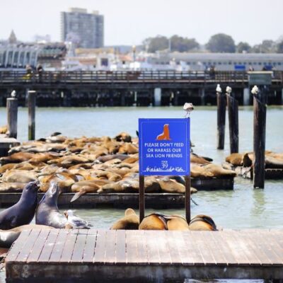 PIER 39 Holiday